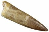 Fossil Plesiosaur (Zarafasaura) Tooth - Morocco #349859-1